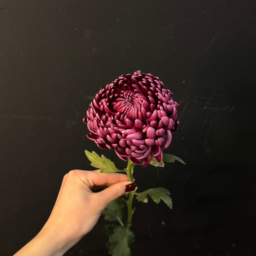 Хризантема бигуди цвета бургунди 60 см / 1 шт