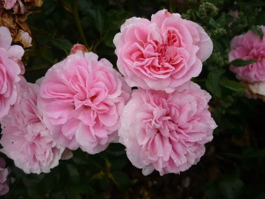 Роза Зе Фаун штамб 80-90 см Закупка М21 весна 2026