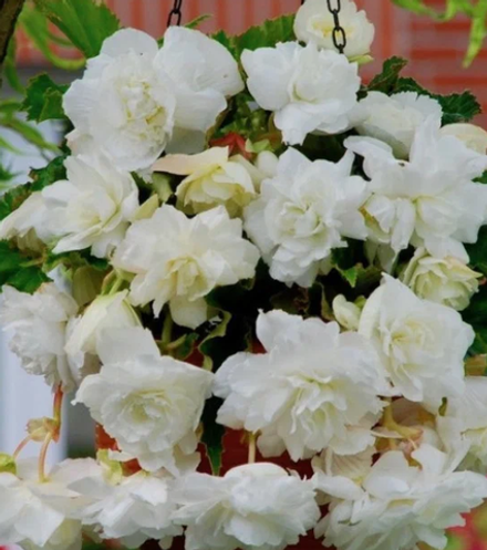 Бегония клубневая Пендула Вайт март-апрель 26