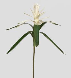 TR 560L Вариегата