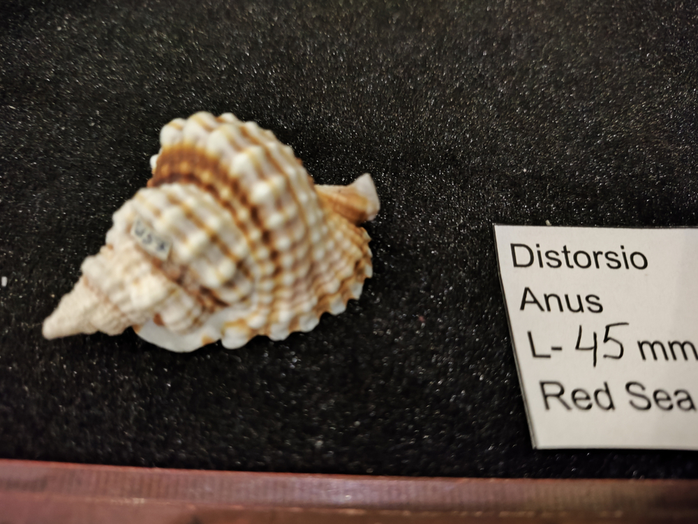 Дисторсио Анус