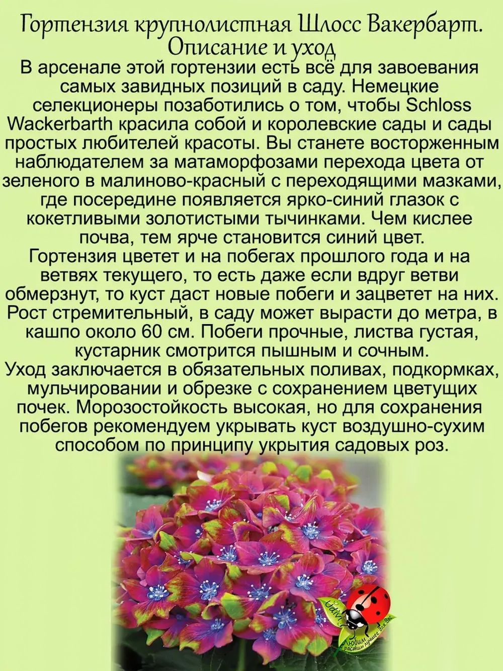 Гортензия Шлосс Вакербарт Замок крупнолистная