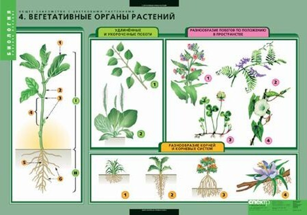 Комплект таблиц "Общее знакомство с цветковыми растениями" (6 табл.)
