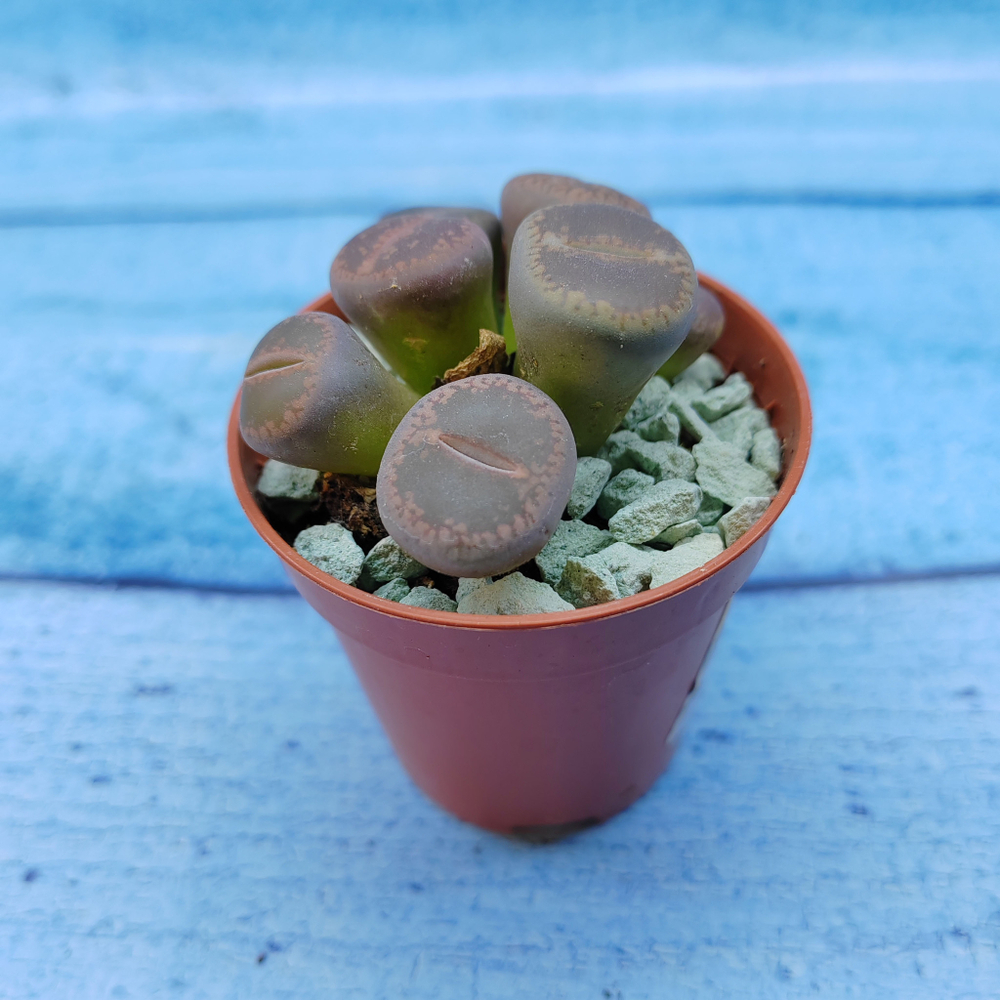 Lithops sp. (Литопсы)