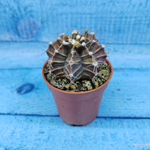 Gymnocalycium Friedrichii (Гимнокалициум)