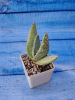 Aloe Gariepensis (Алоэ)