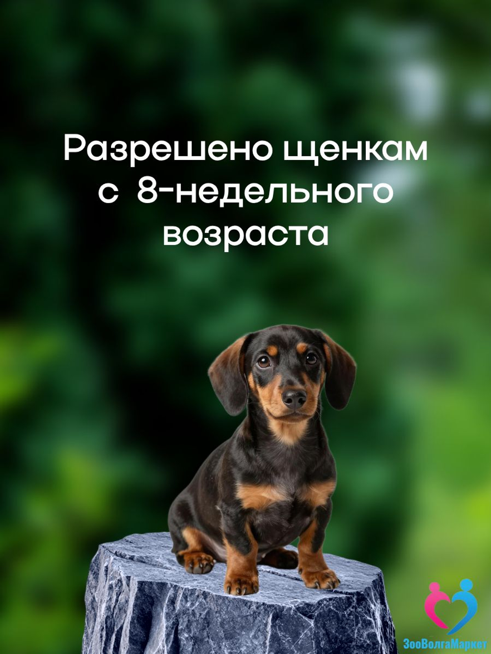 Рабектра 500 мг жевательная таблетка против блох и клещей для собак весом 10-20 кг, 1 таблетка