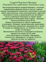 Монарда Панорама Ред Садовый бергамот