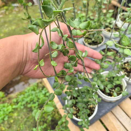 Хойя SP MAMASA MINI