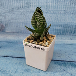 Haworthia Reinwardtii (Хавортия)