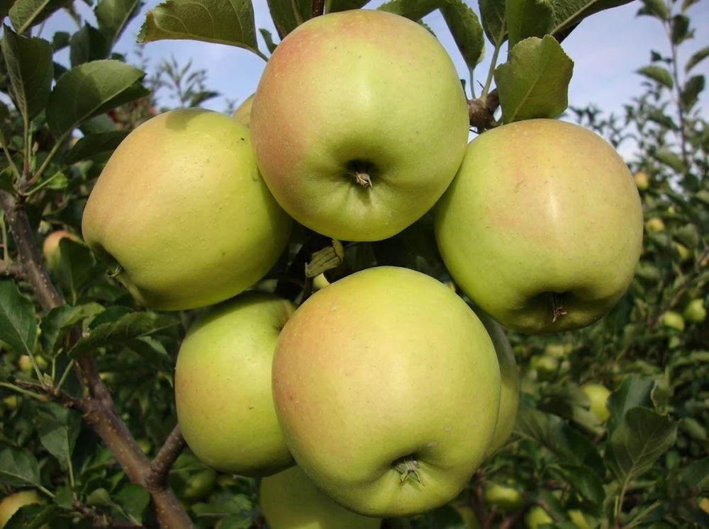 Саженец яблони «Исетское Позднее» (Зимняя)