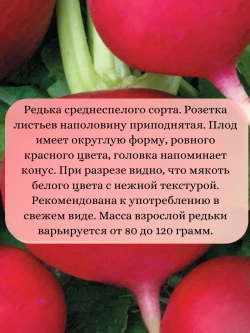 Семена редька китайская Барыня 5 гр