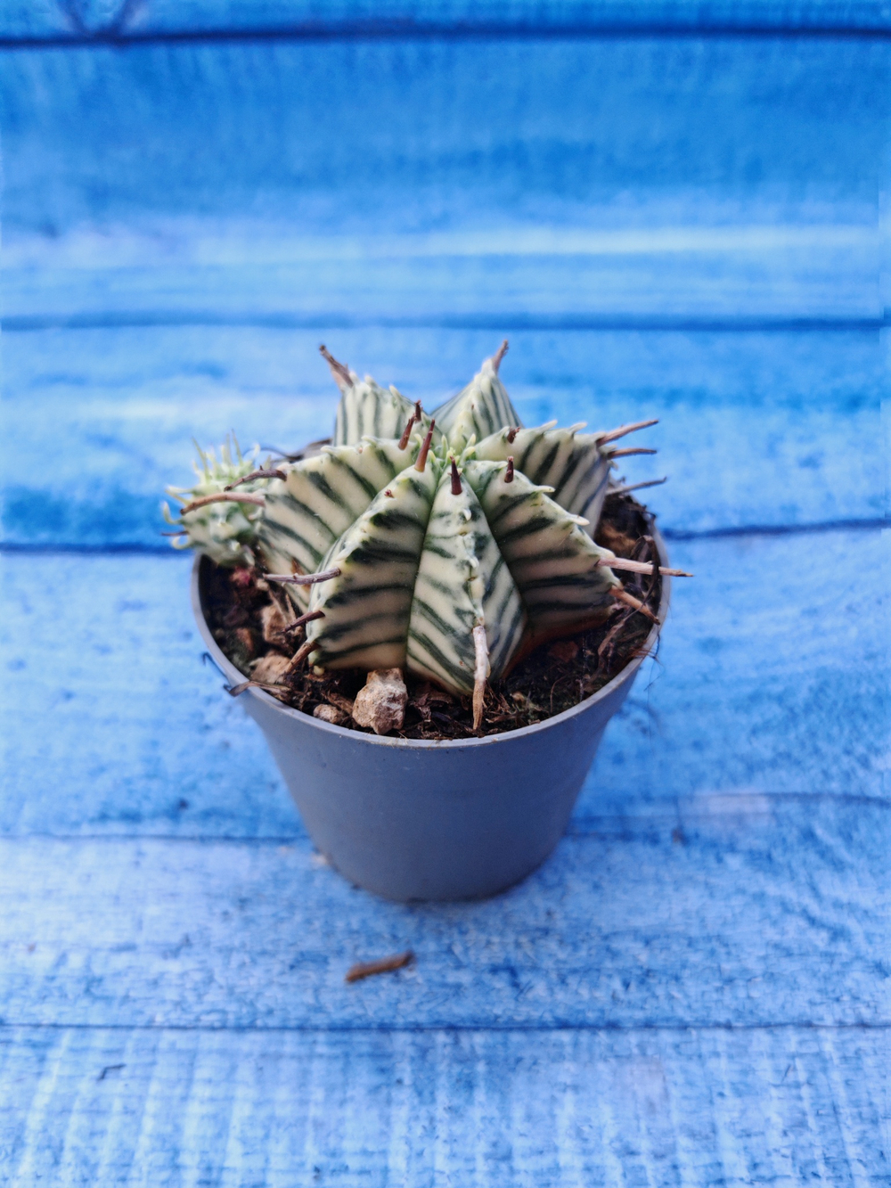 Euphorbia meloformis f. Variegated (Эуфорбия вариегатная)