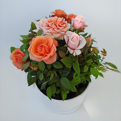 Роза в кашпо