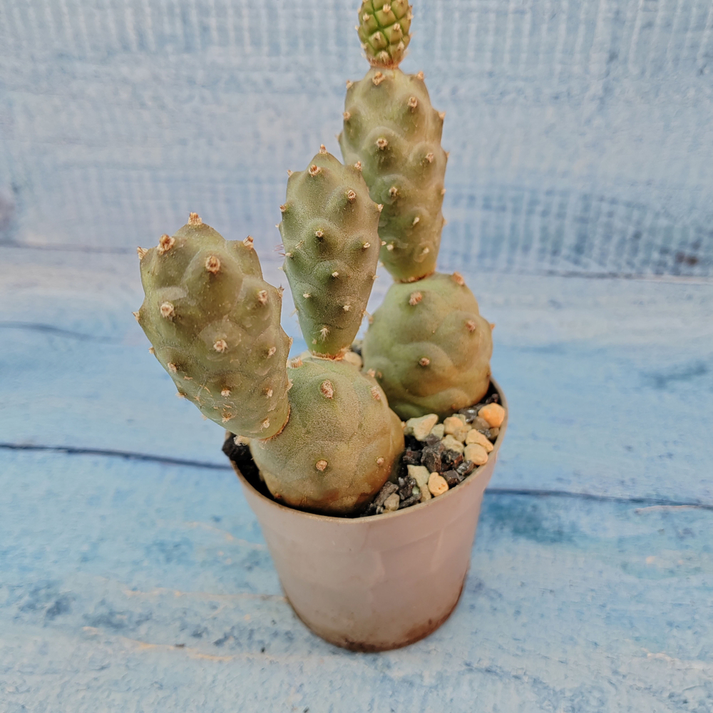Tephrocactus Articulatus (Тефрокактус)