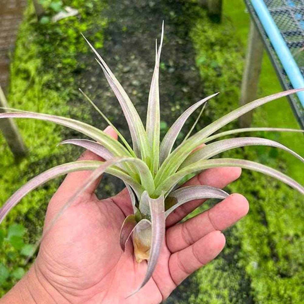 Тилландсия Love Knot (capitata x streptophylla)