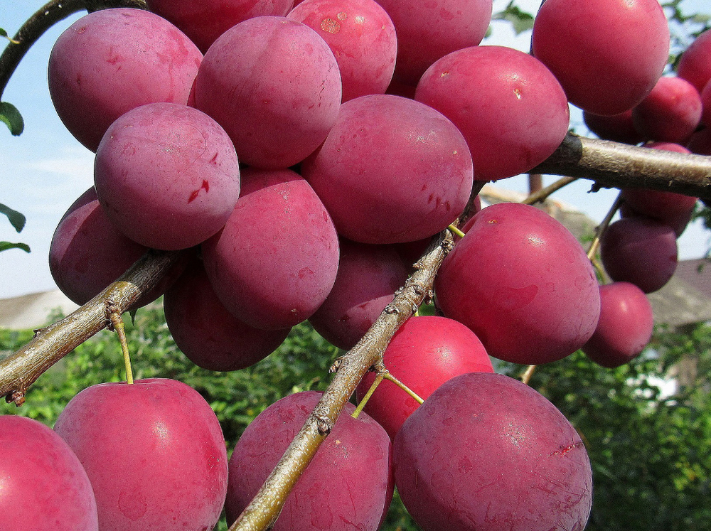 Саженец Алычи «Кубанская комета» (Русская слива, Очень ранняя, Крупная, Частично самоплодная)