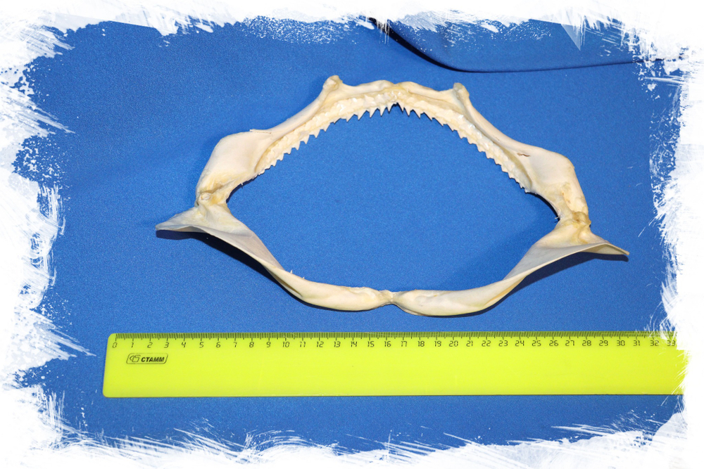 Натуральная челюсть акулы в коллекцию купить