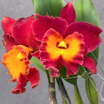 Орхидея ринхолелиокаттлея RLC. SIAM RED SUN & MOON
