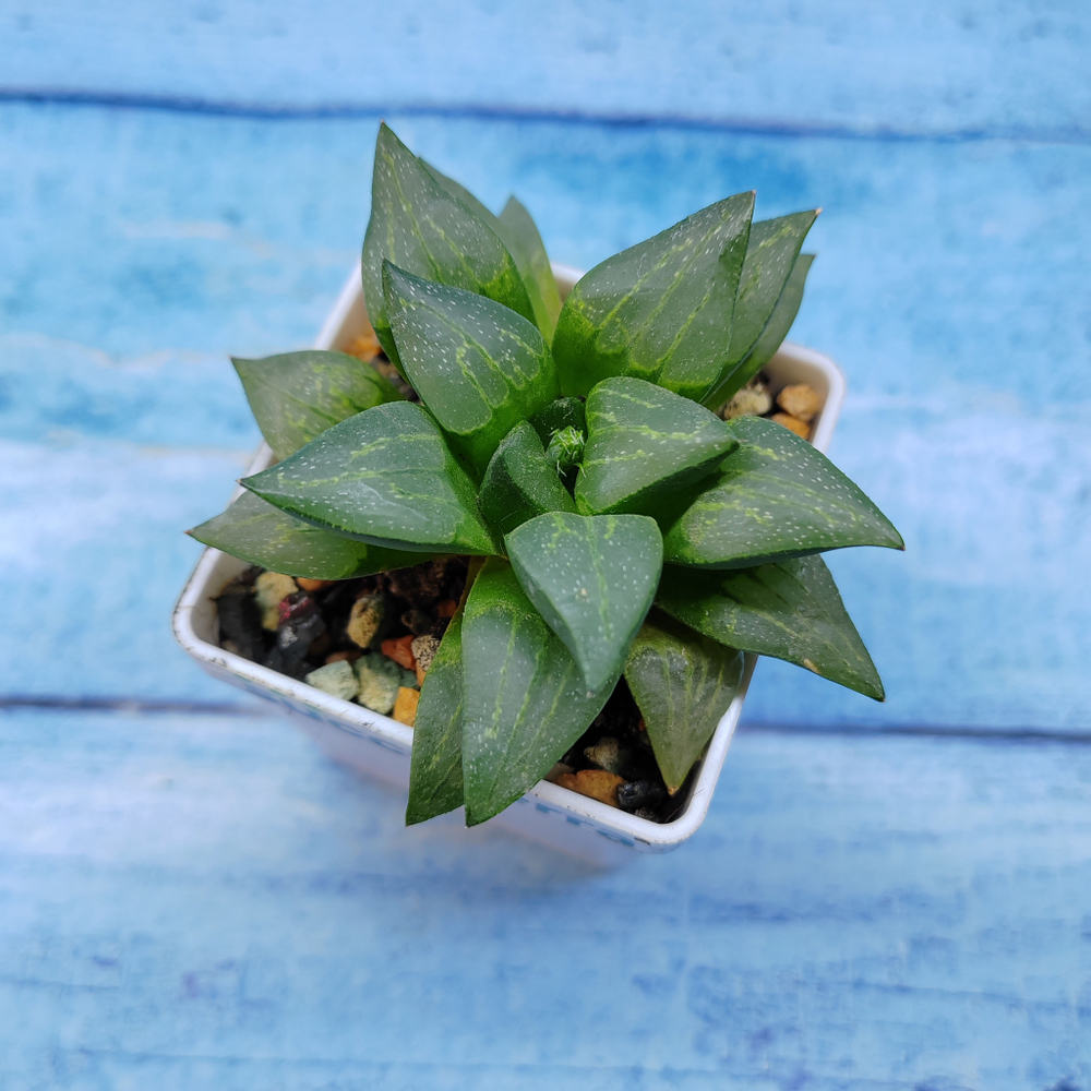 Haworthia Comptoniana Hybride hybrid (Хавортия)