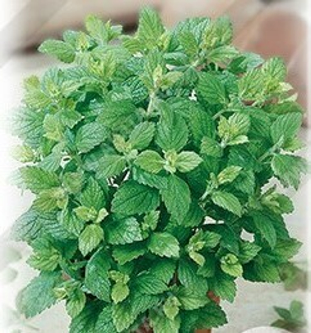 Мелисса лекарственная Изумруд (аэ)