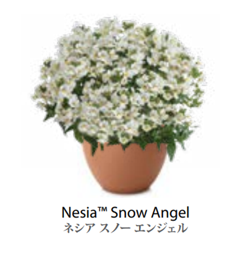 ЕВРО Немезия Nesia Snow Angel укорененный ЕВРО черенок НАЧАЛО ЯНВАРЯ поставка 5