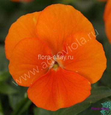 S2590 Виола крупноцветковая Cello Pure Deep Orange 5шт.