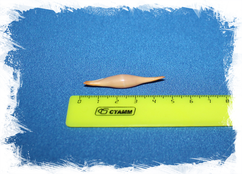 Phenacovolva Rosea Tokoi коллекционная ракушка