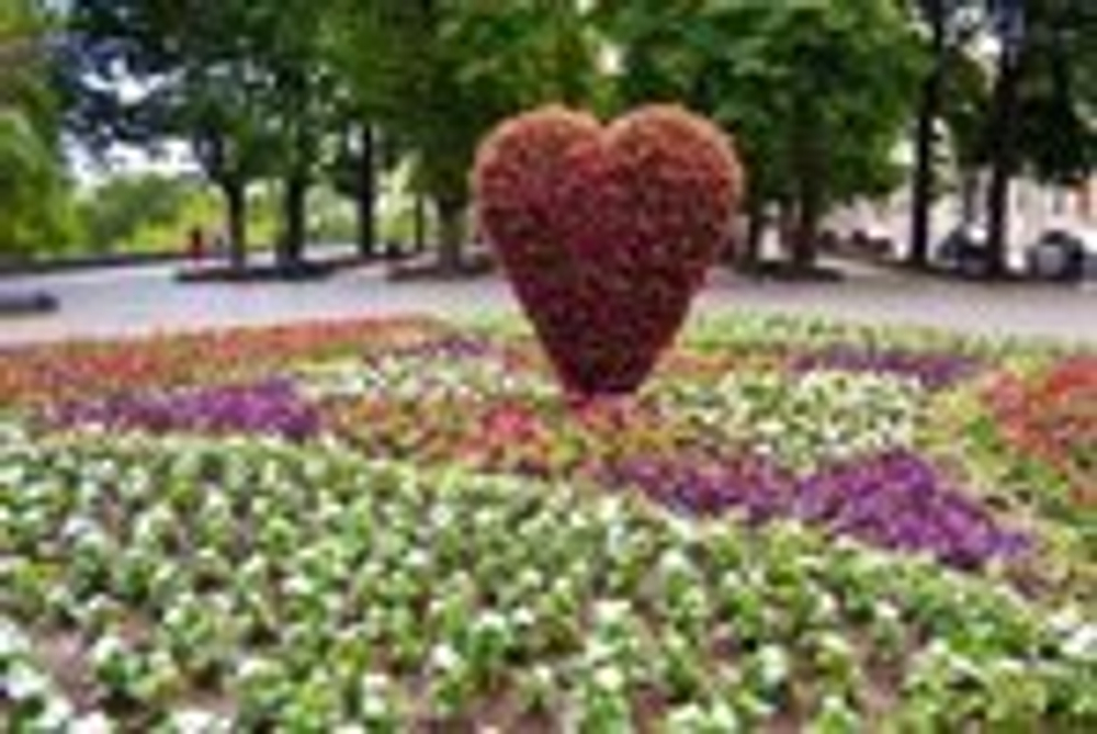 Топиарная фигура Сердце