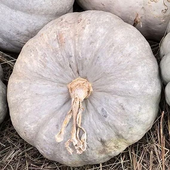 САМПСОН F1 семена тыквы Enza Zaden описание