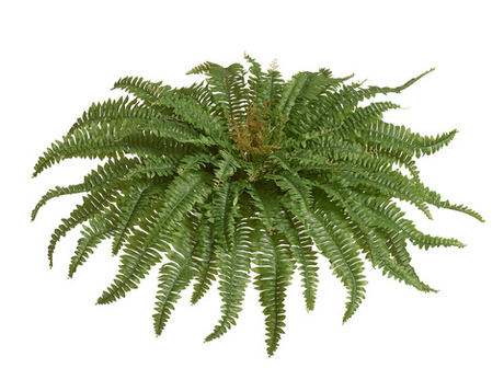 Папоротник Бостон Новый натуральный зеленый