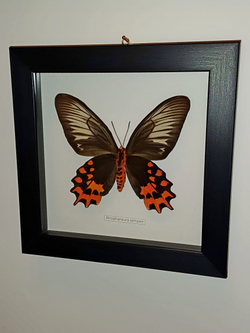 Бабочка Atrophaneura semperi самка в рамке