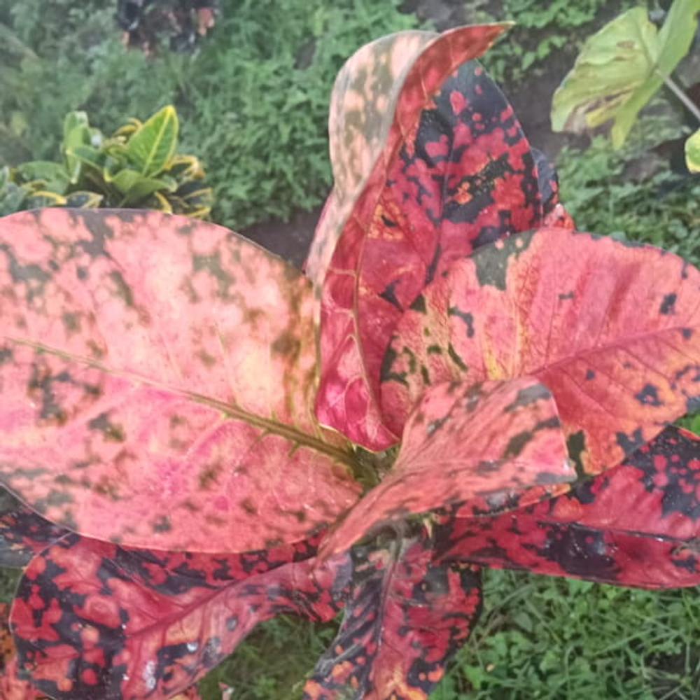 Кротон BERLIAN