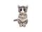 Yumşaq oyuncaq \ Мягкая игрушка \ Soft toys Mitzi - cat gray belly reg
