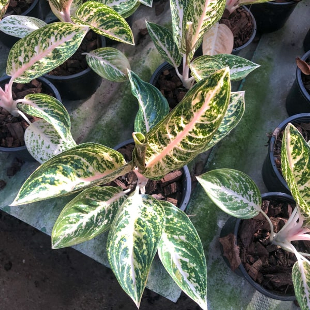 Аглаонема WHITE WIDURI