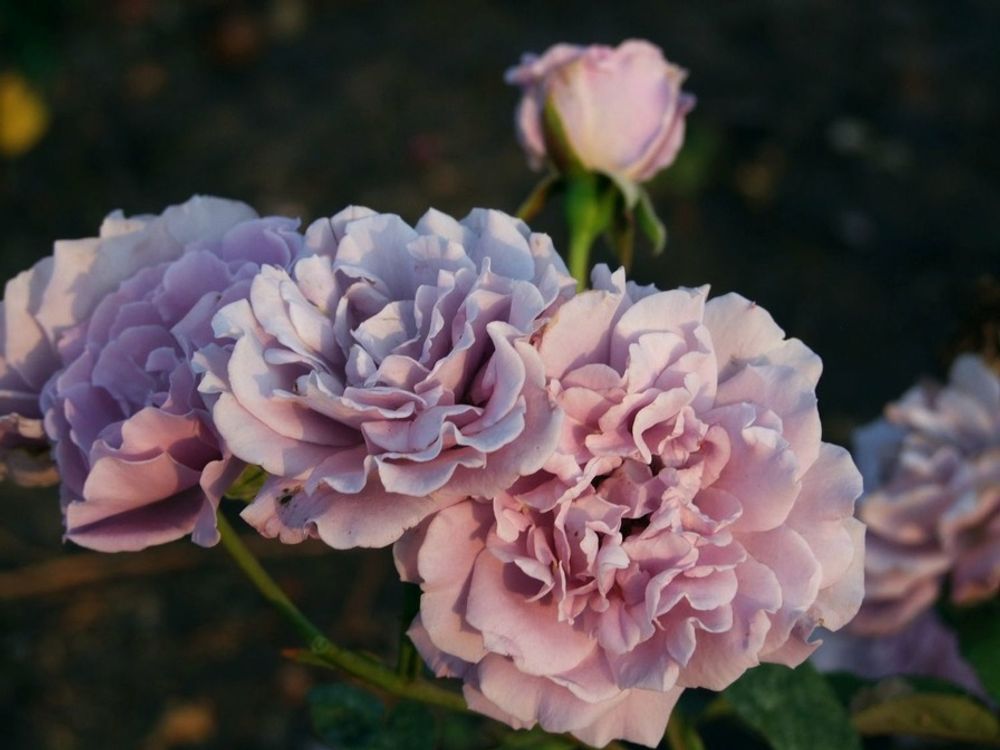 Семь Морей (Seven Seas)