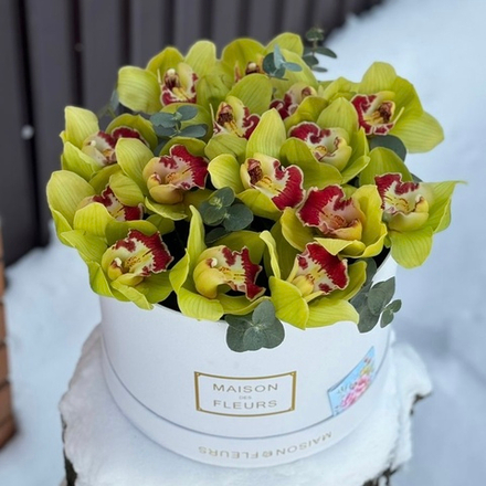 15 зеленых орхидей в коробке