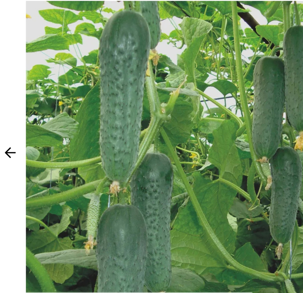 Огурцы Гуннар F1 - Gunnar F1 1000 семян