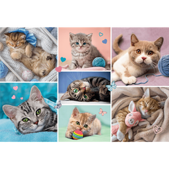 Puzzle - "100" - In the cat world