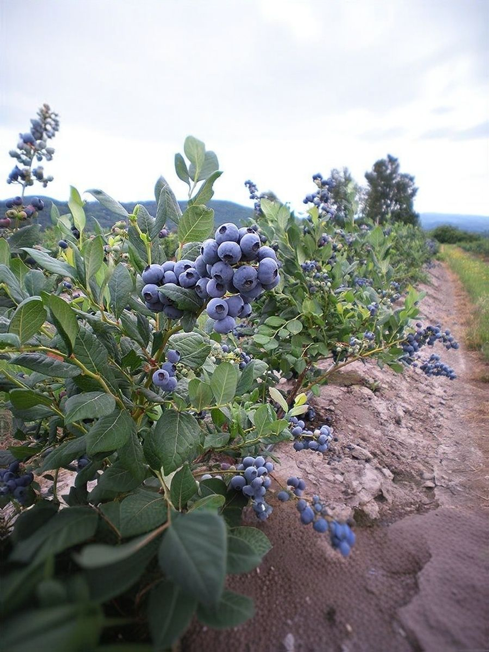 Голубика, Аврора, Семена Ягод, 0.01 гр.
