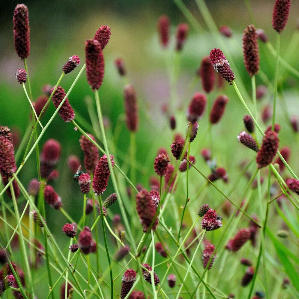 Кровохлебка лекарственная "Red Thunder". Sanguisorba officinalis "Red Thunder".