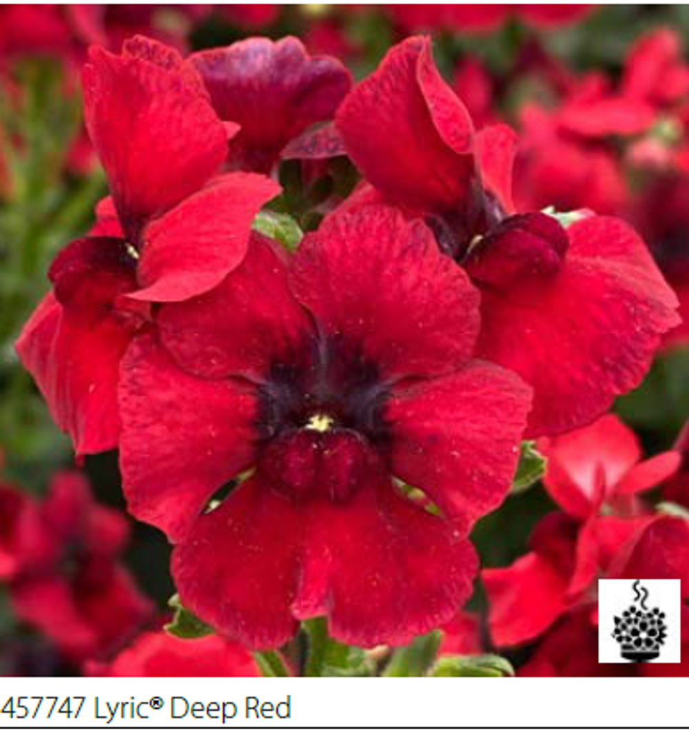 ЕВРО Немезия Lyric Deep Red укорененный черенок ОКС февраль 26 Volmary