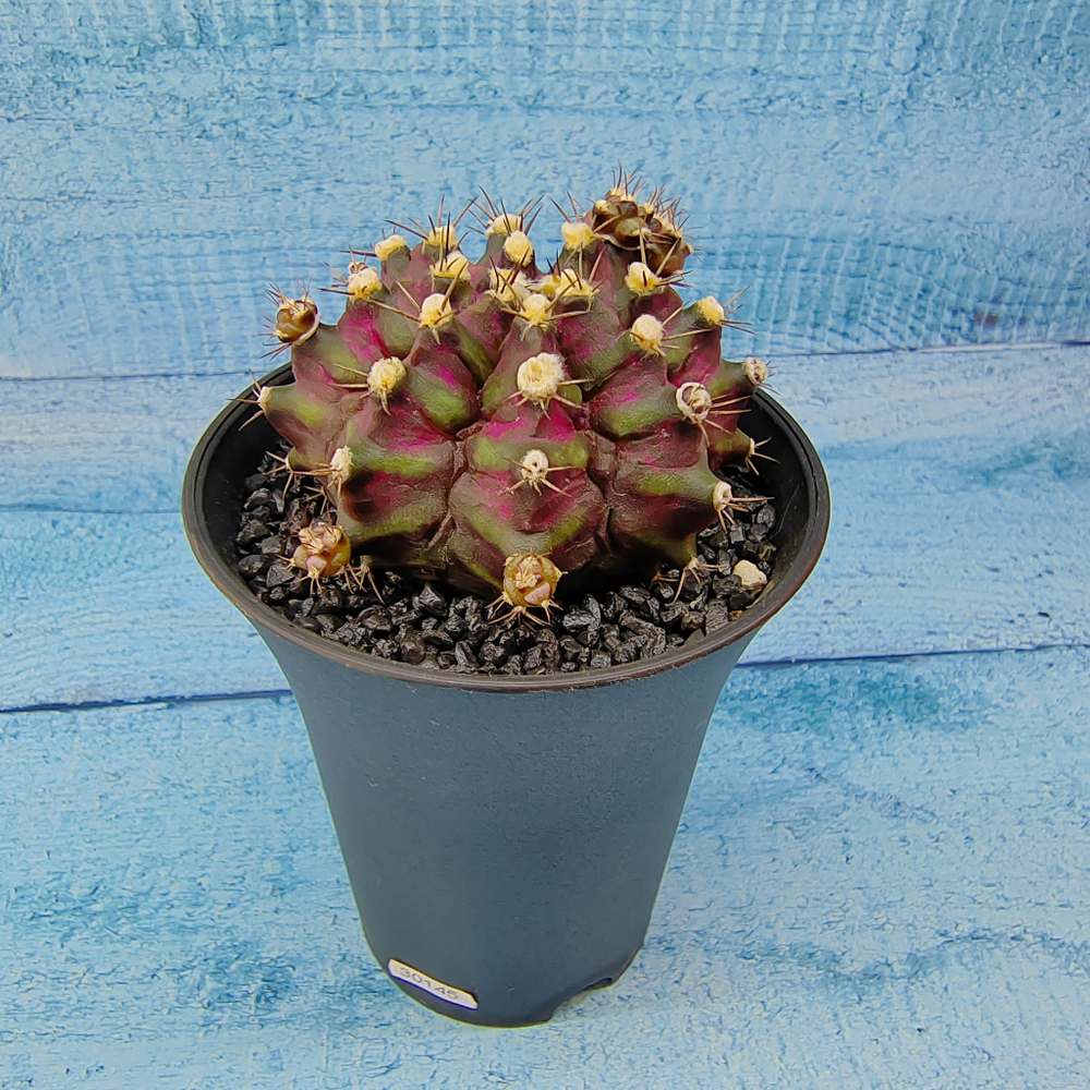 Gymnocalycium T-Rex Pink hybride (Гимнокалициум T-rex)