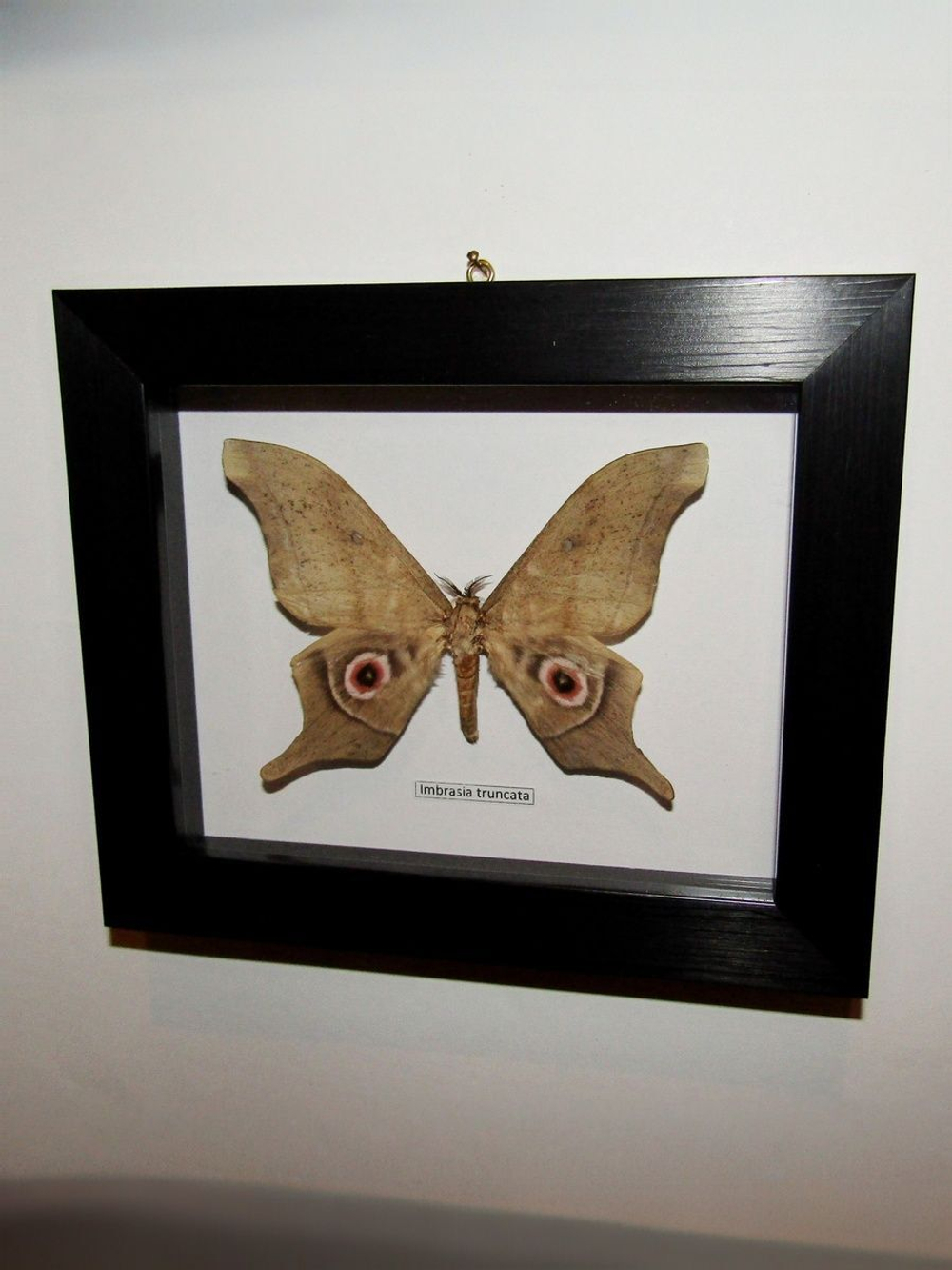 Бабочка Imbrasia truncata в рамке