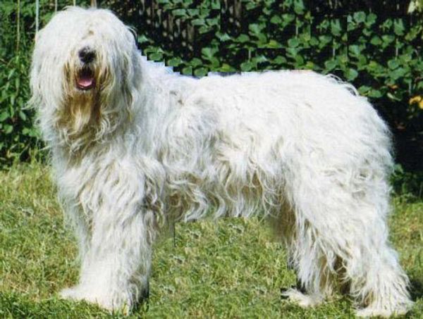 Южнорусская овчарка