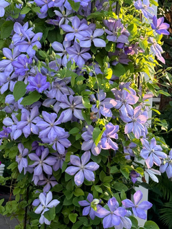 Клематис гибридный Миссис Чолмондели Закупка М33 апрель 2026