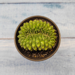 Gymnocalycium Spineless Crested form (Гимнокалициум Кристатный)