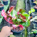 Кротон PATHAPHI