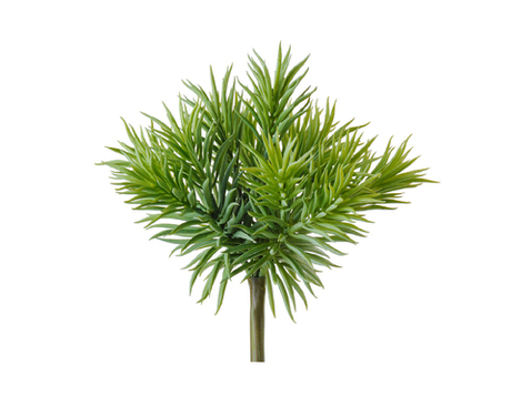 Суккулент Крассула игольчатая куст светло-зелёный