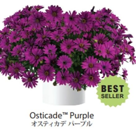 Остеоспермум